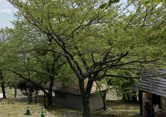 キャンプ場